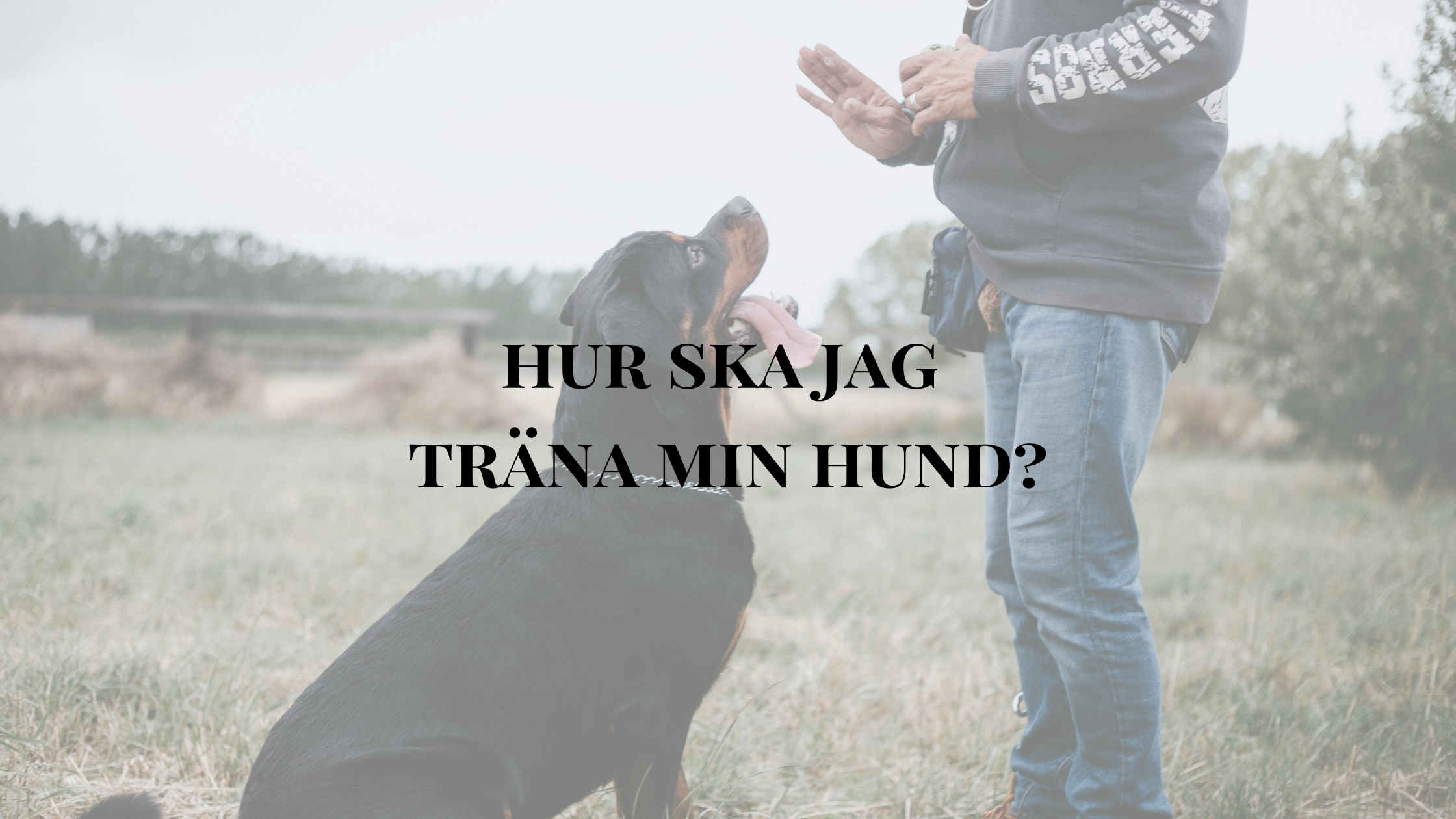 träna