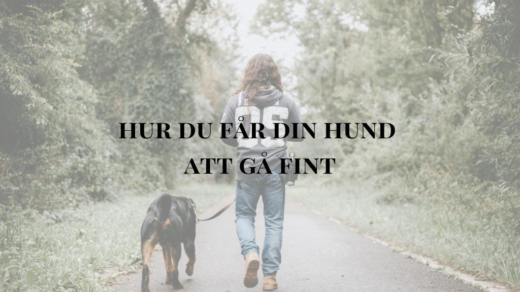 Hur du får din hund att gå fint - Life with a Dog